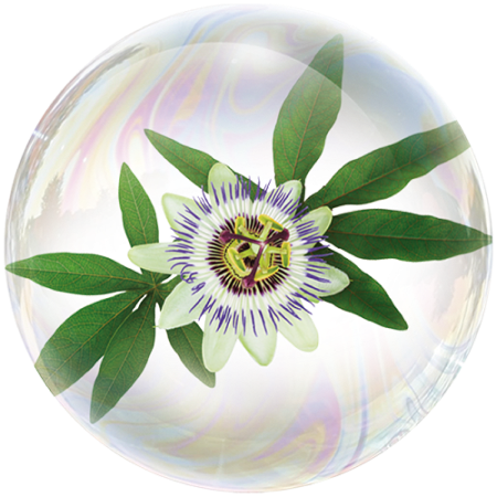 Passion Flower (Passiflora)