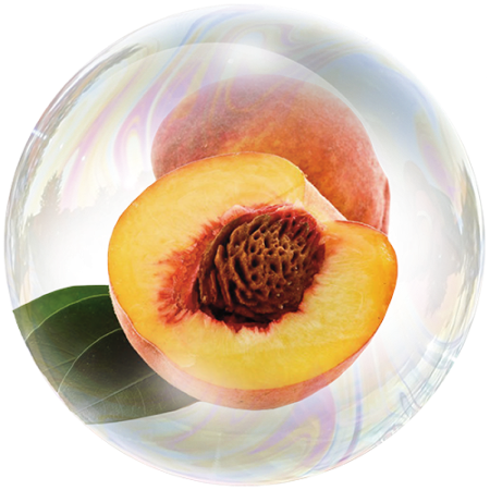 Peach (Prunus persica)